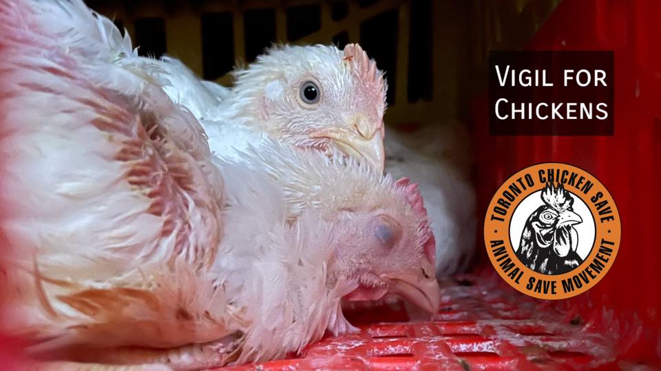 Animal Save Movement