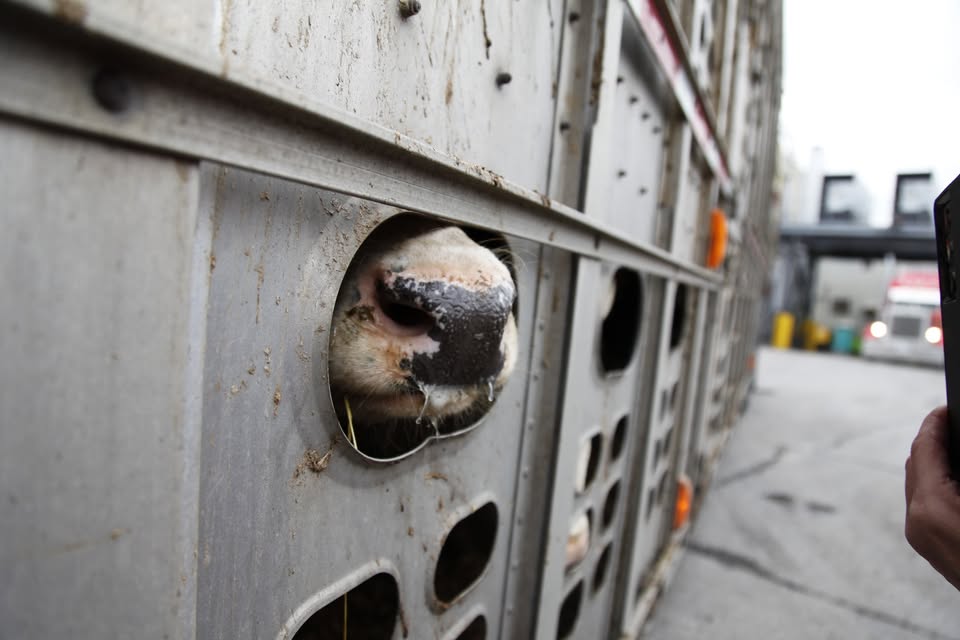 Animal Save Movement