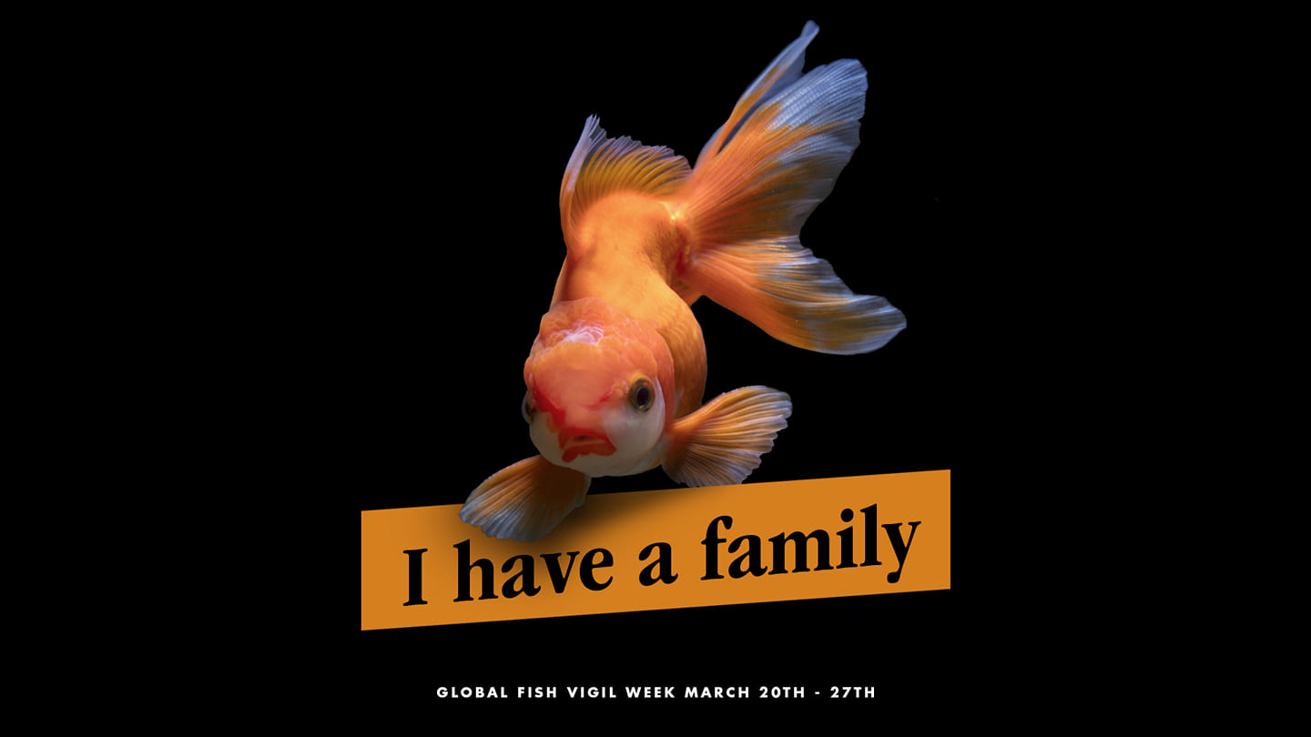 Animal Save Movement