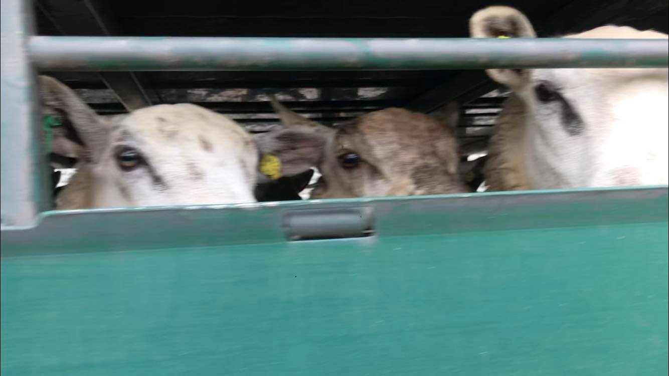 Animal Save Movement