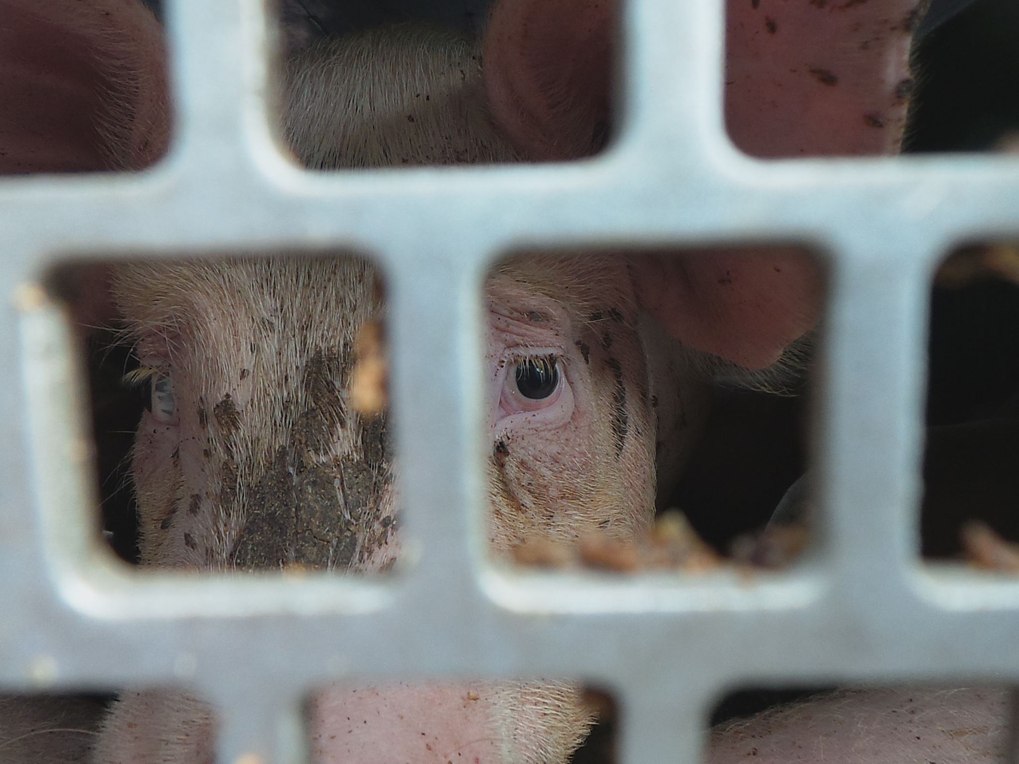 Animal Save Movement