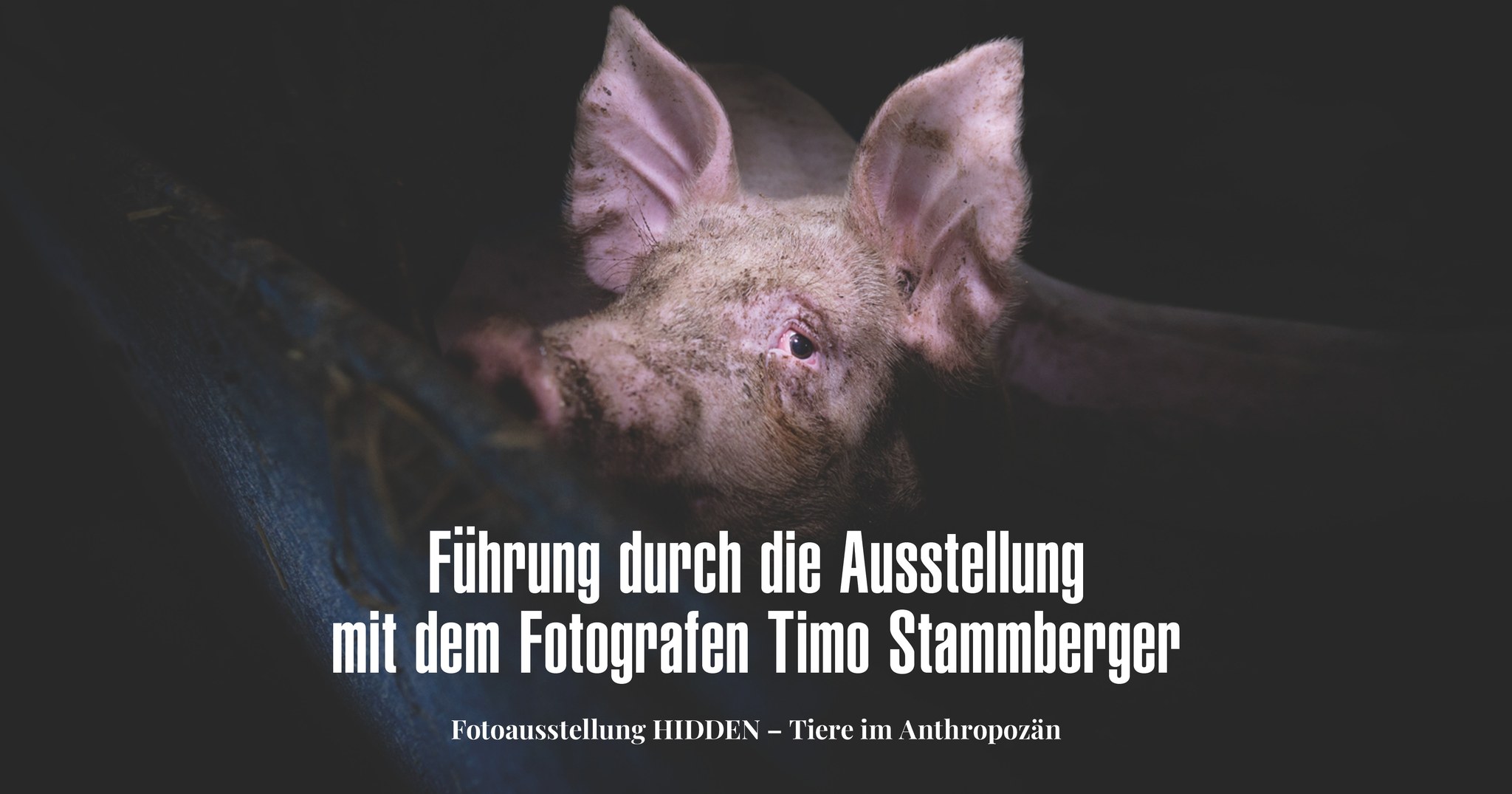 Animal Save Movement