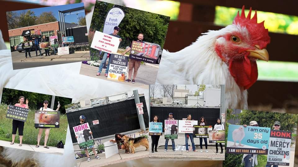Animal Save Movement