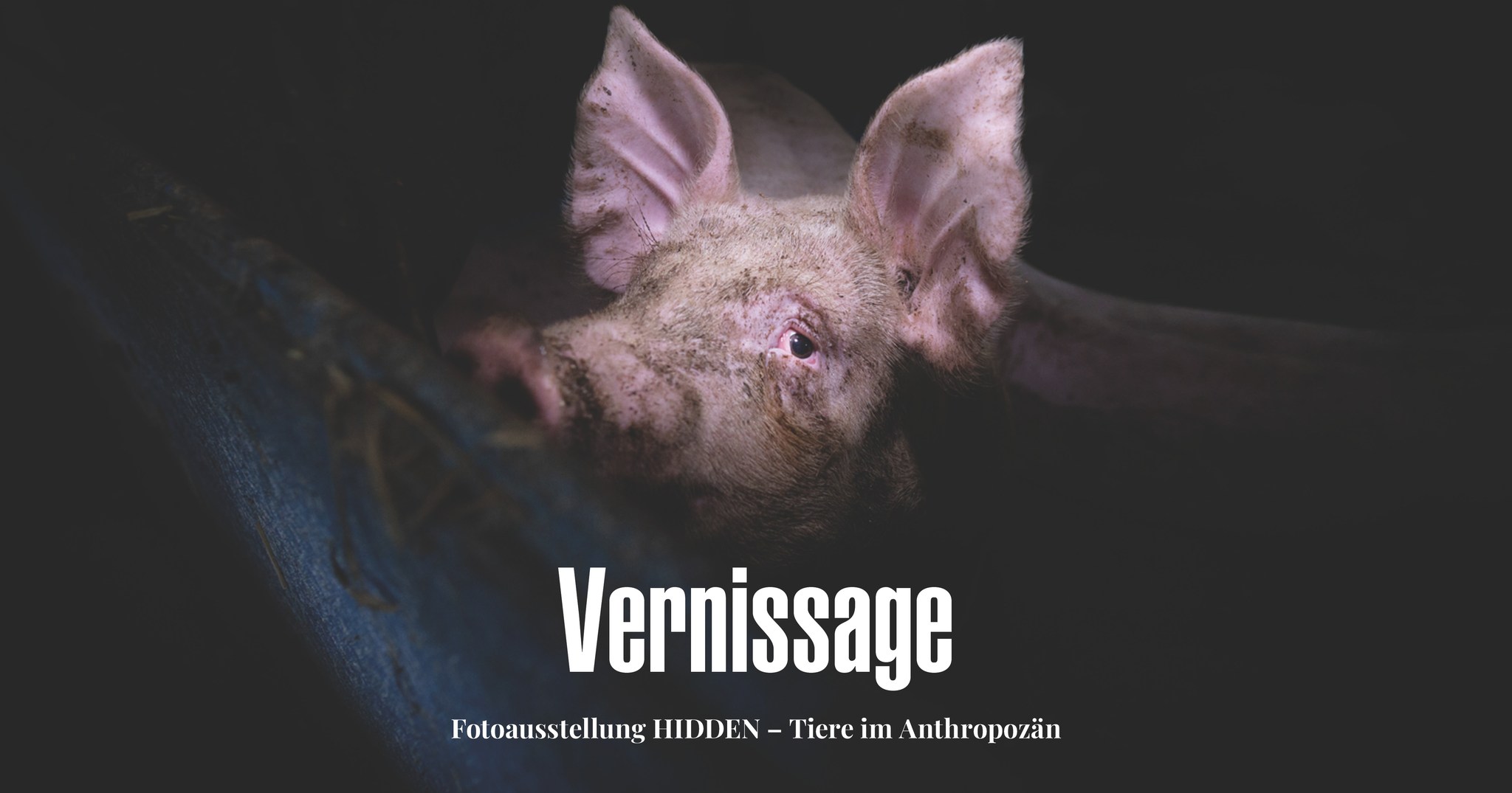 Animal Save Movement