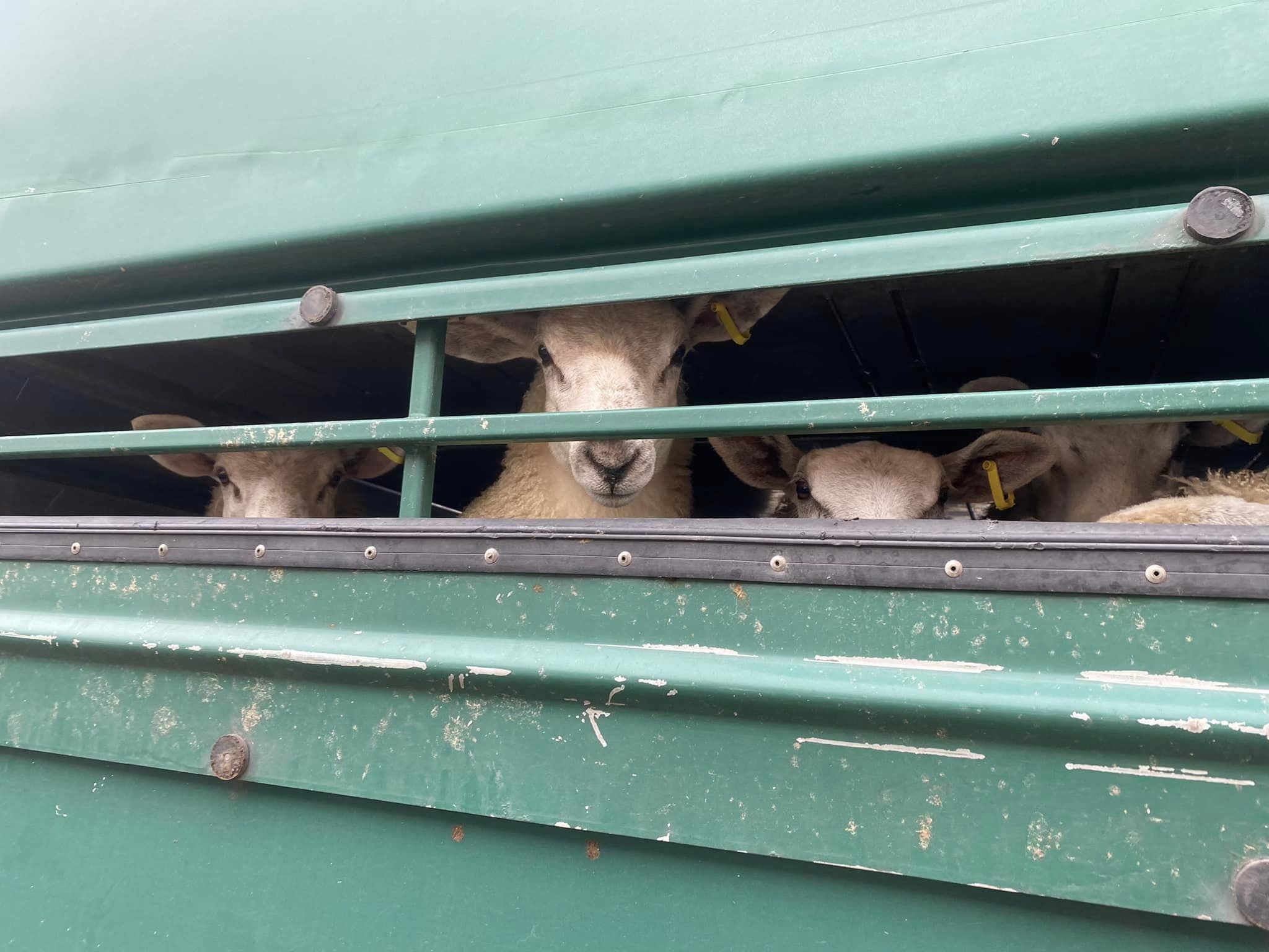 Animal Save Movement