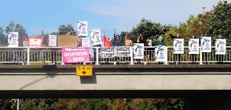Animal Save Movement