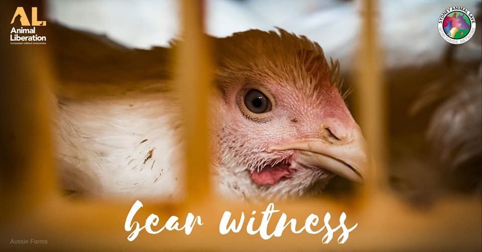 Animal Save Movement