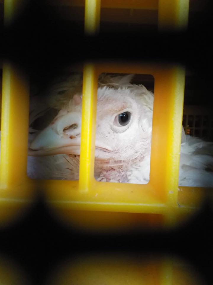 Animal Save Movement