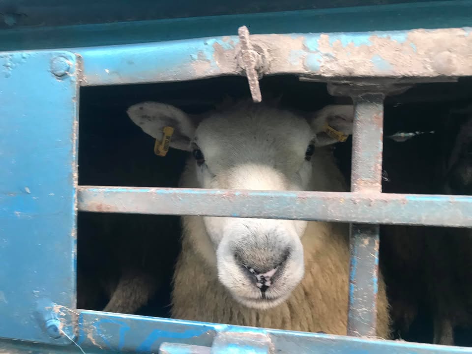 Animal Save Movement