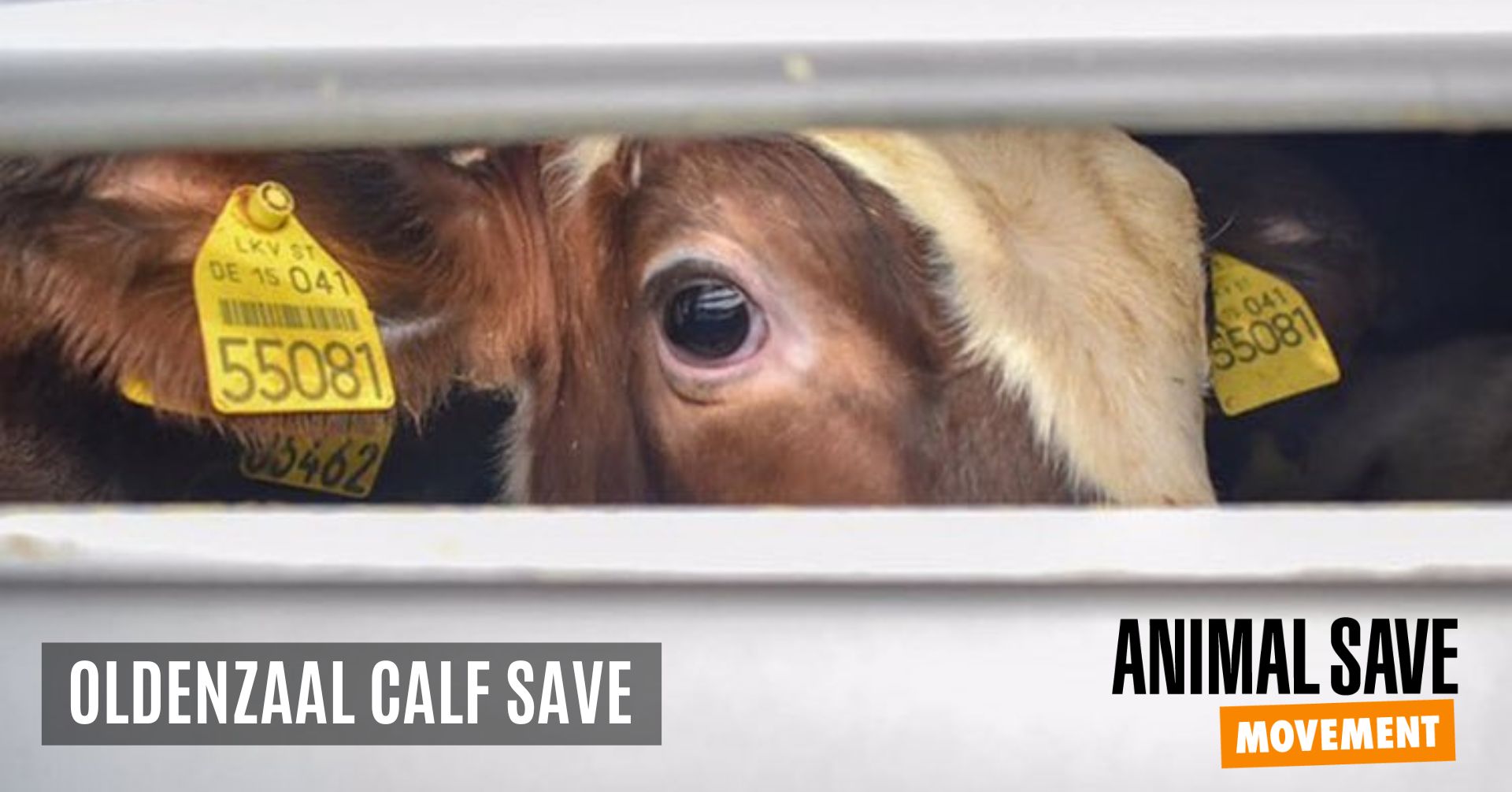 Animal Save Movement