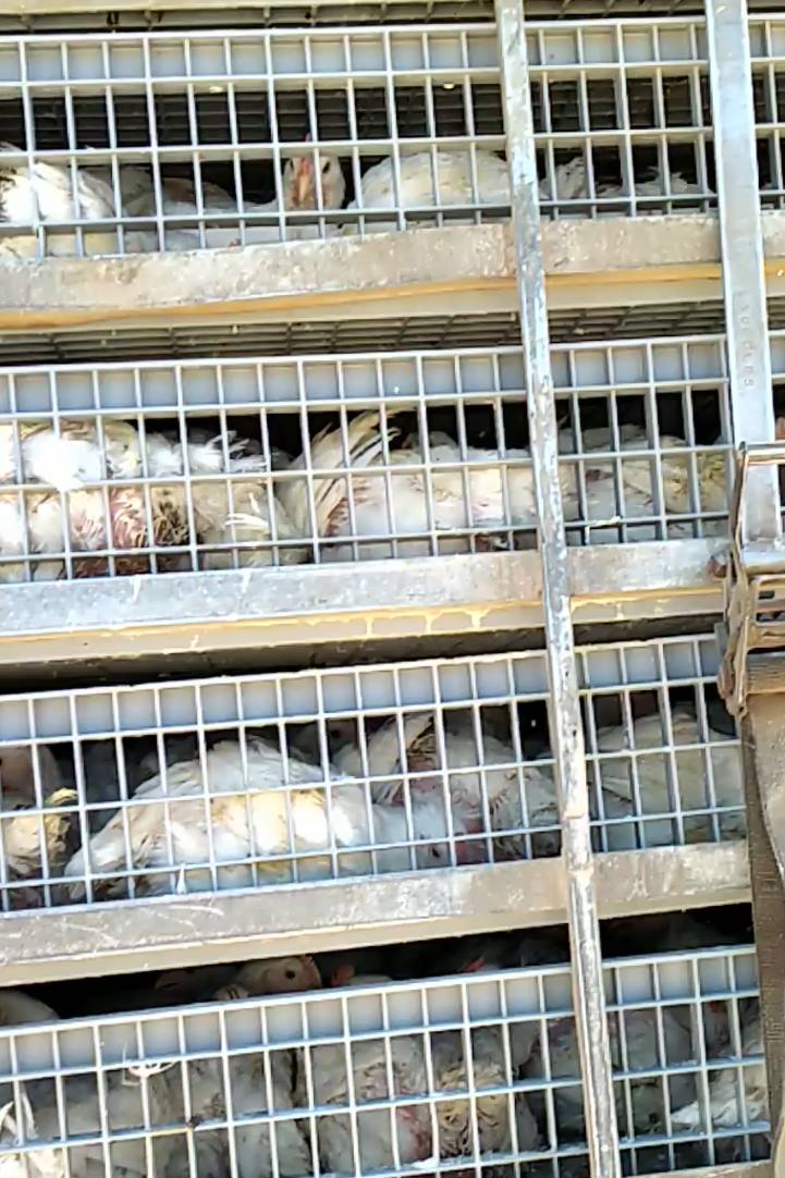 Animal Save Movement