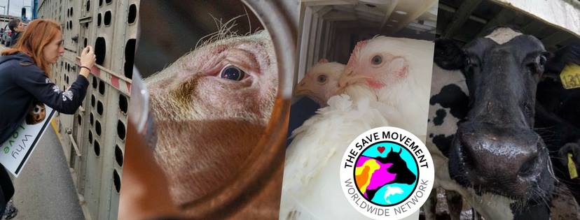 Animal Save Movement