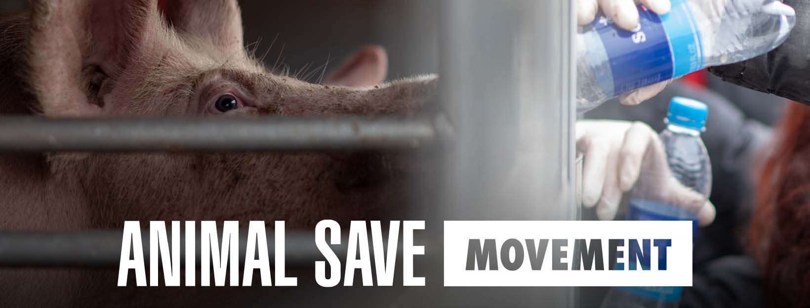 Animal Save Movement