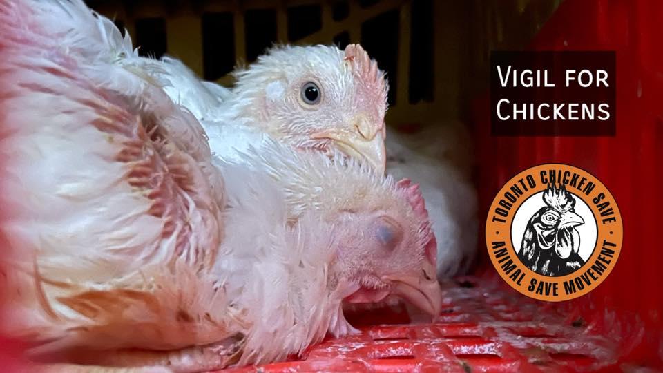 Animal Save Movement