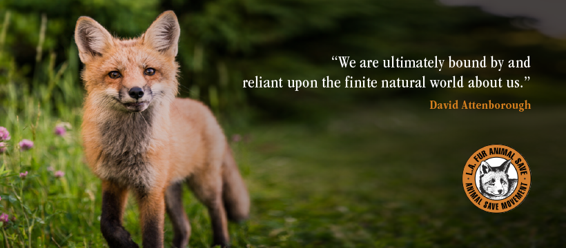 Animal Save Movement