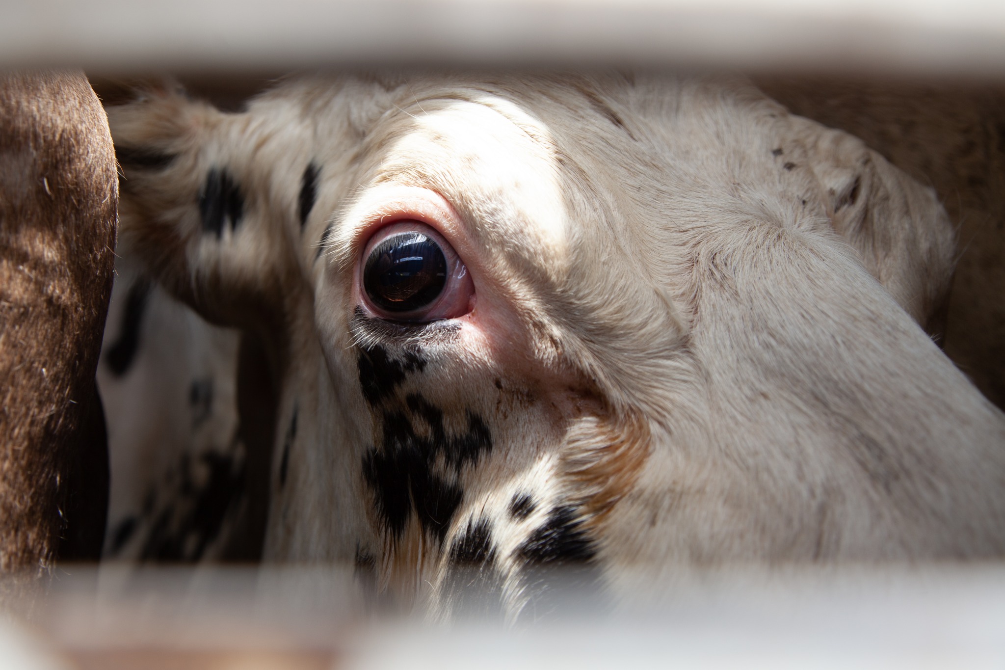 Animal Save Movement