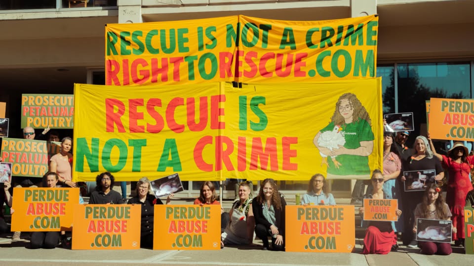 Animal Save Movement