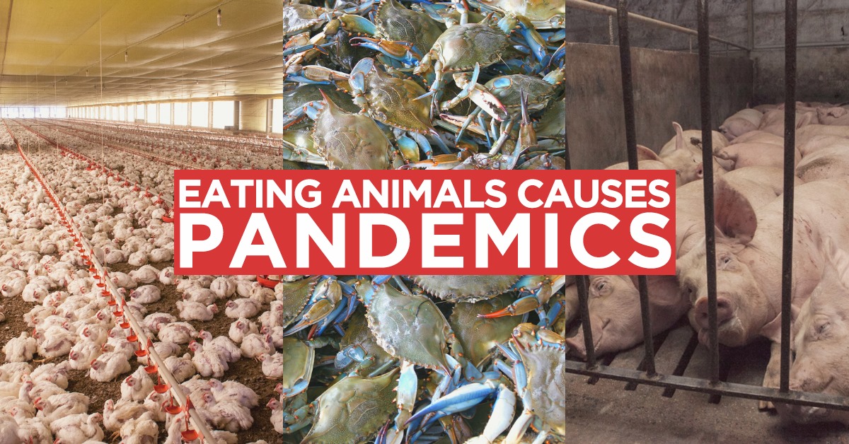 Animal Save Movement