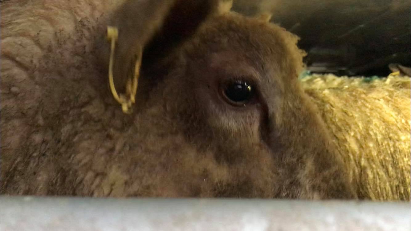 Animal Save Movement