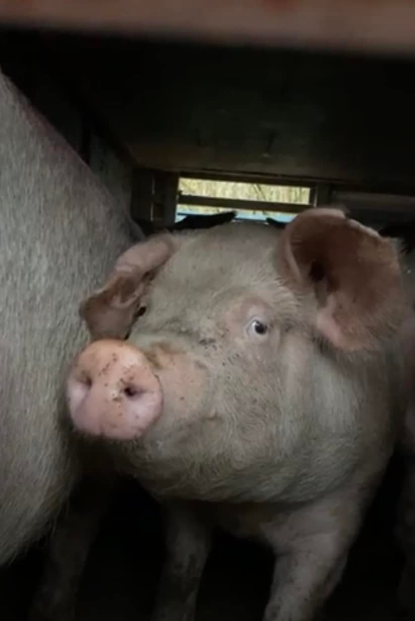 Animal Save Movement