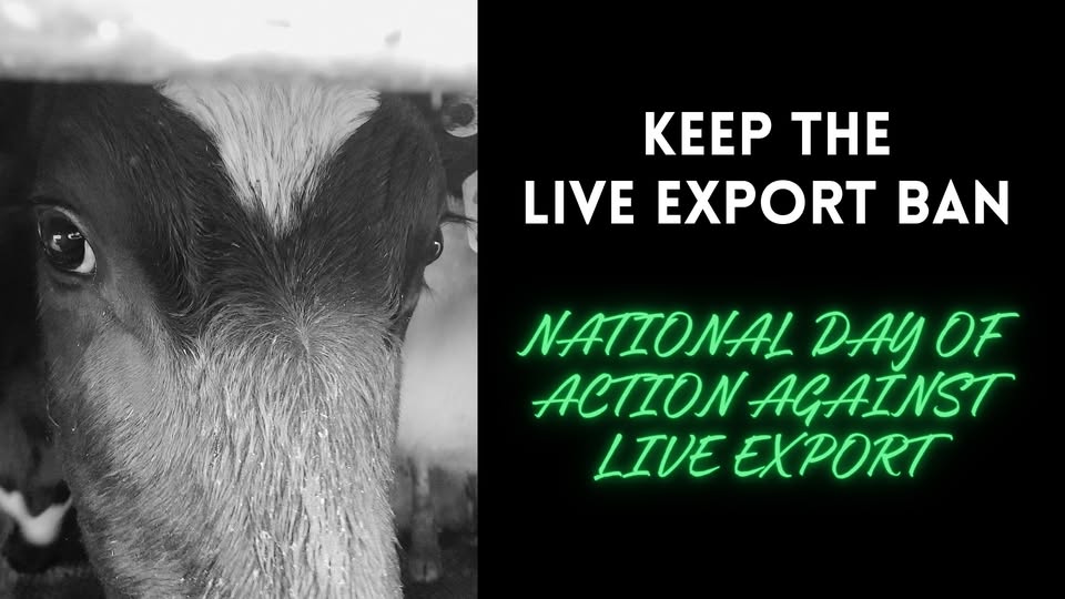 Animal Save Movement