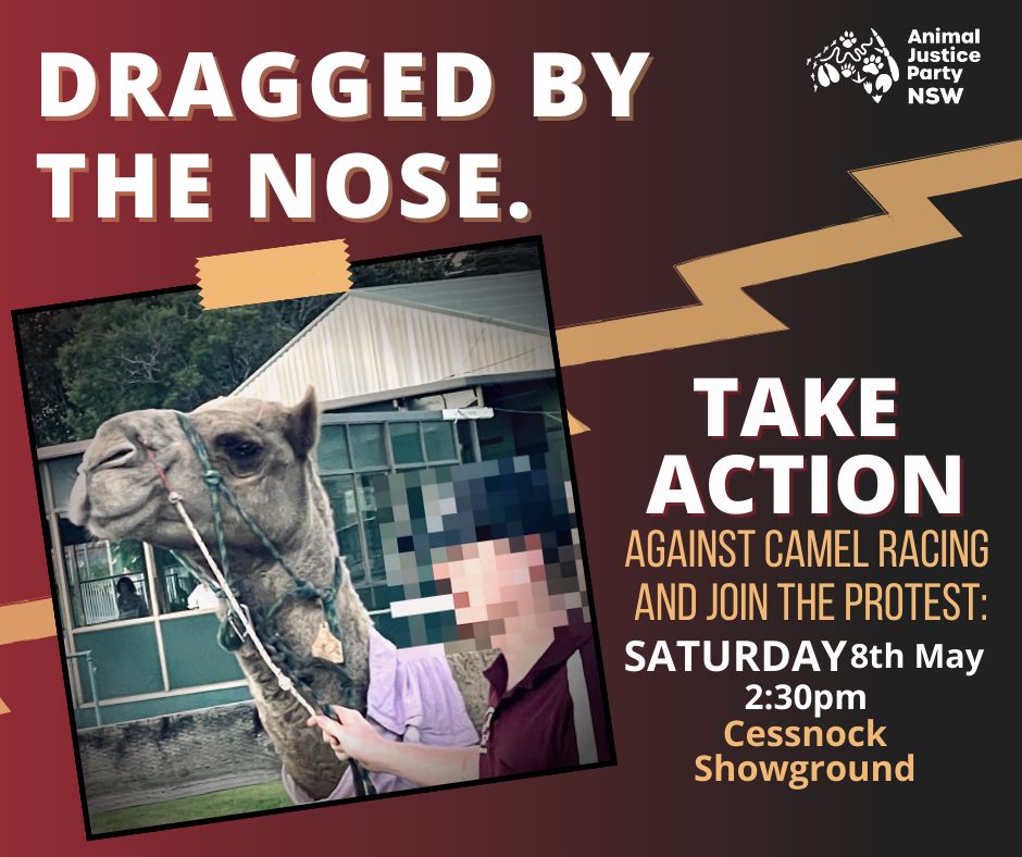 Animal Save Movement