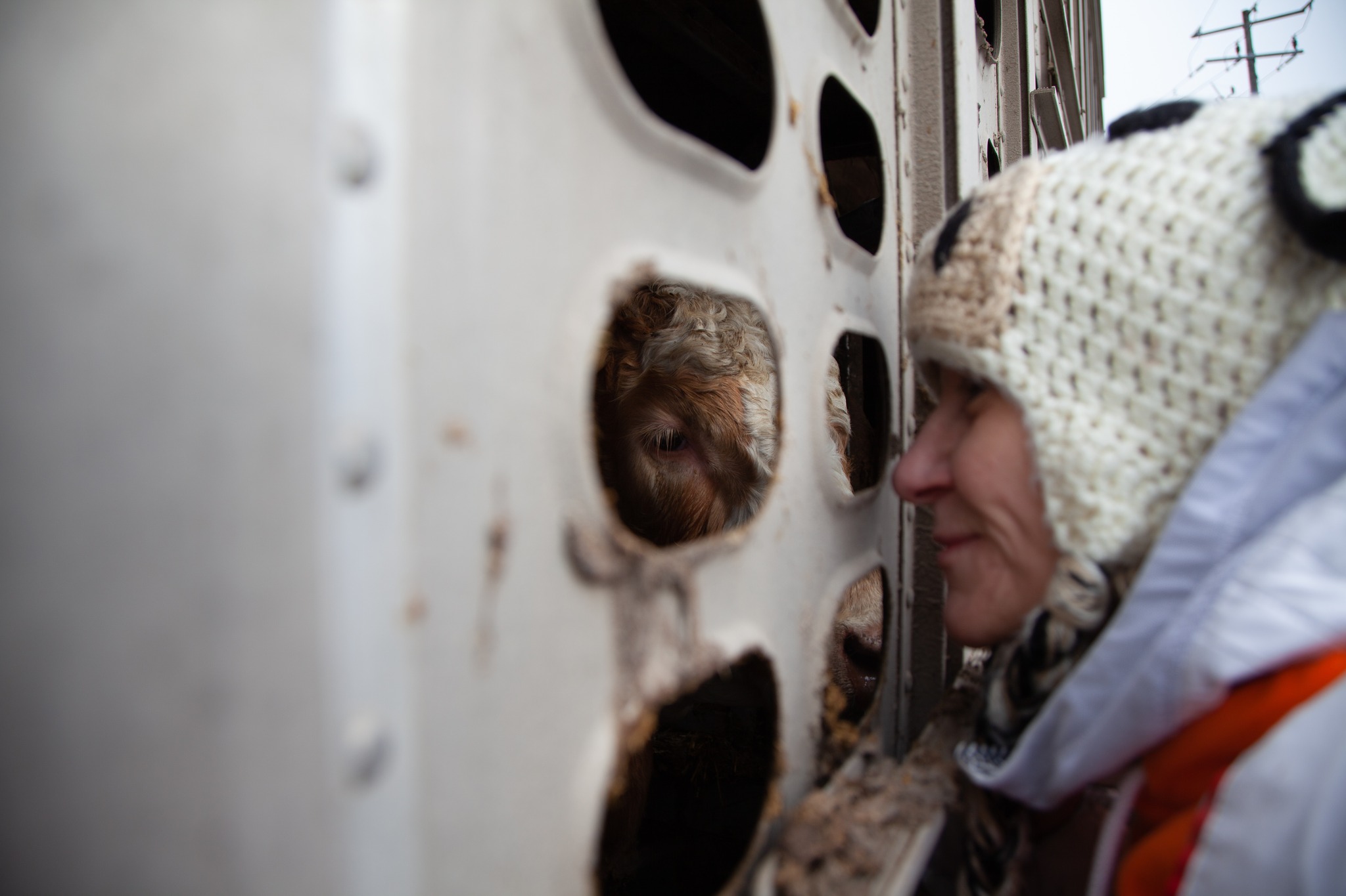 Animal Save Movement