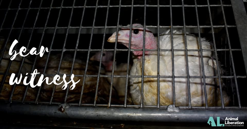Animal Save Movement