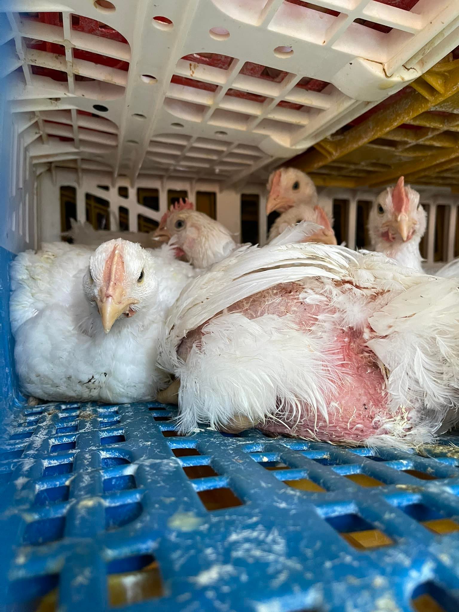 Animal Save Movement