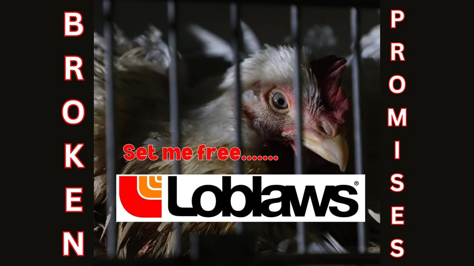 Animal Save Movement