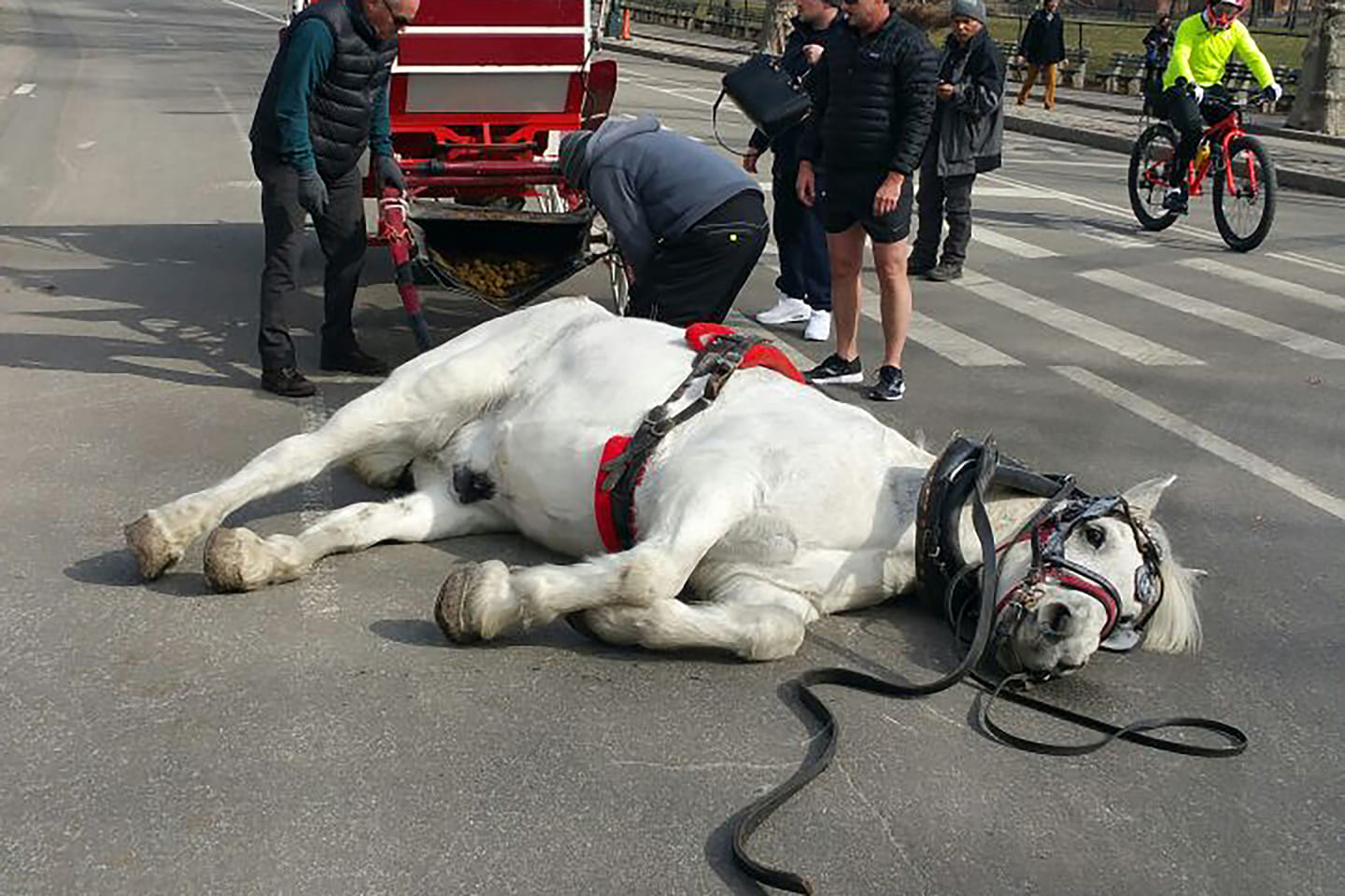 Animal Save Movement