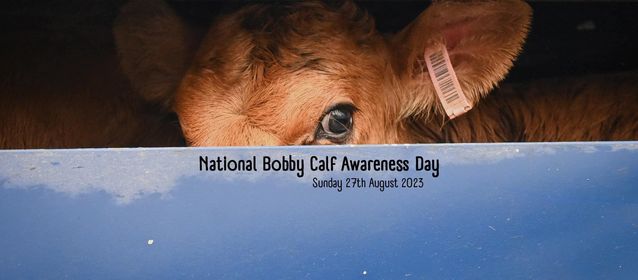 Animal Save Movement
