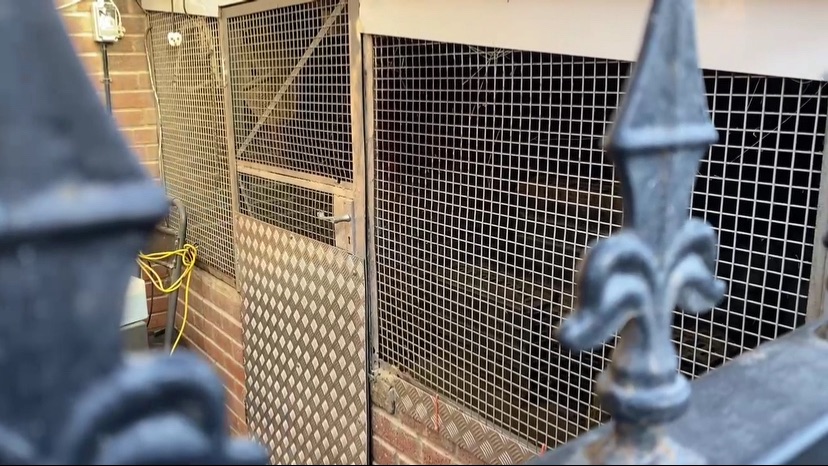 Animal Save Movement