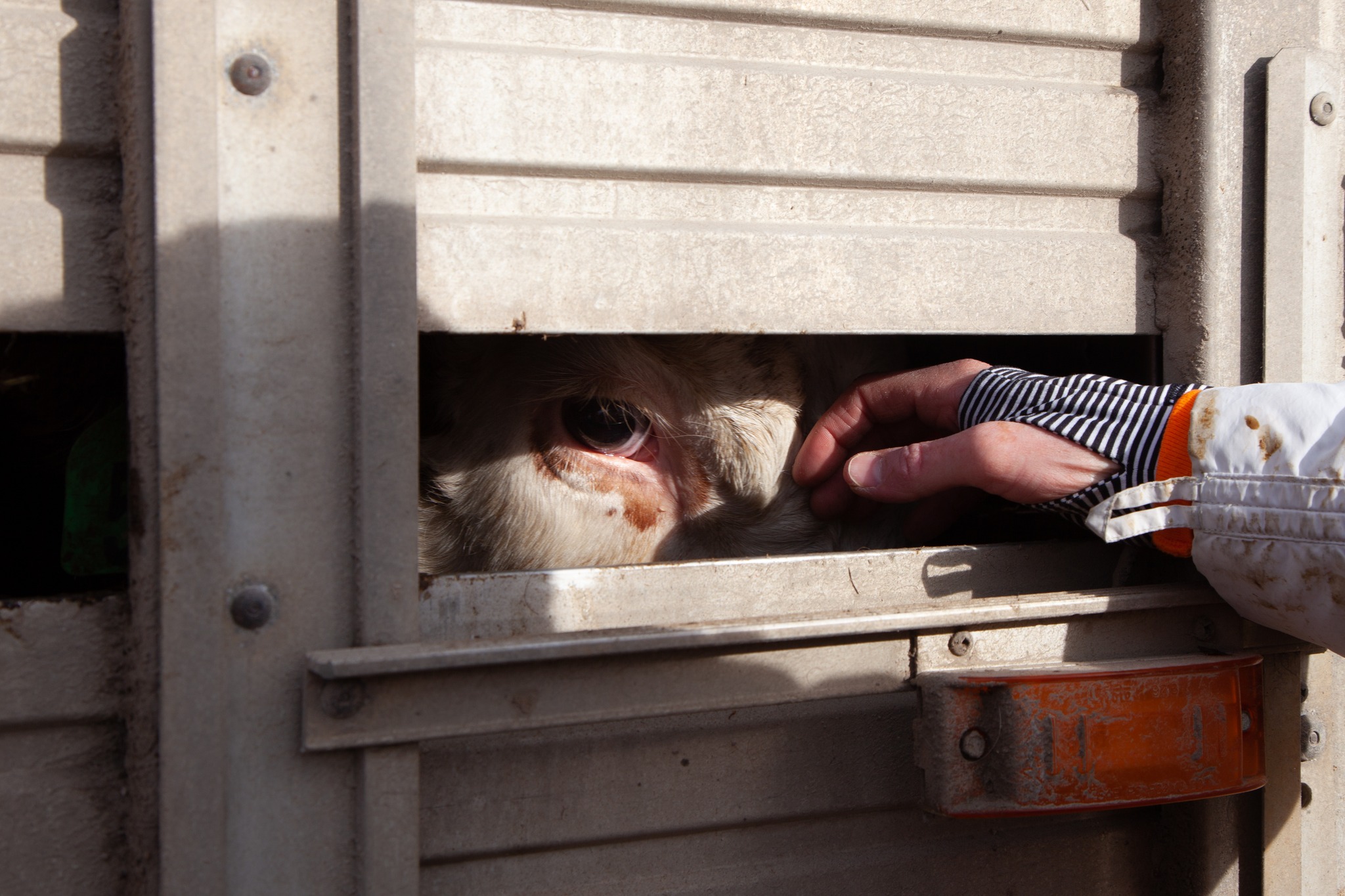 Animal Save Movement