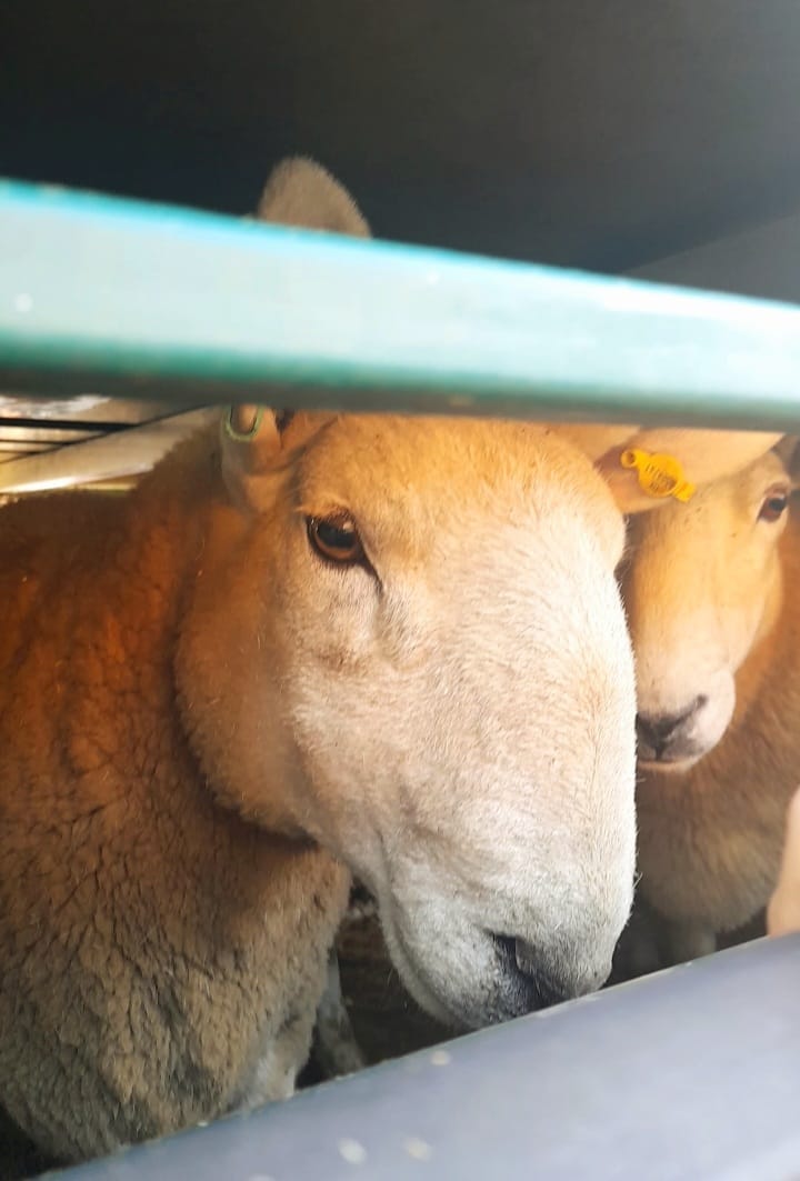Animal Save Movement