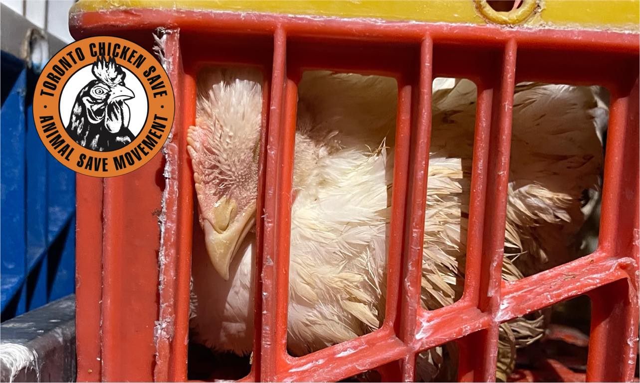 Animal Save Movement