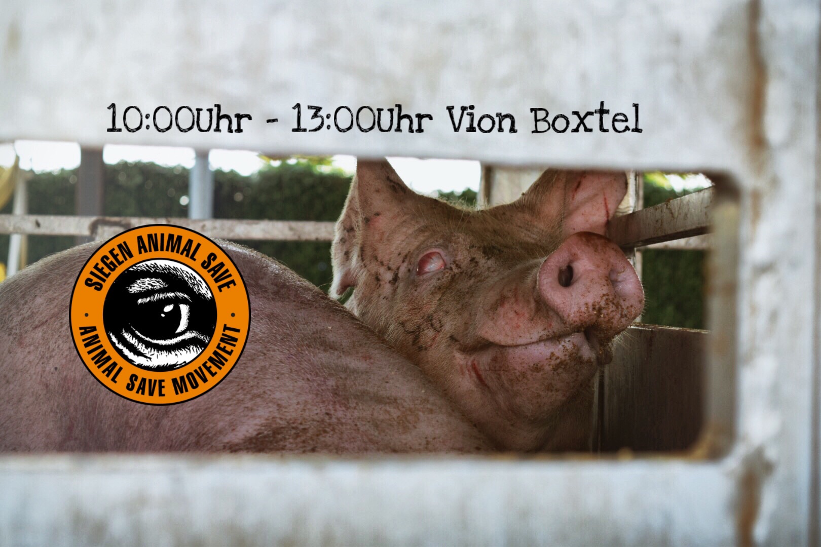 Animal Save Movement