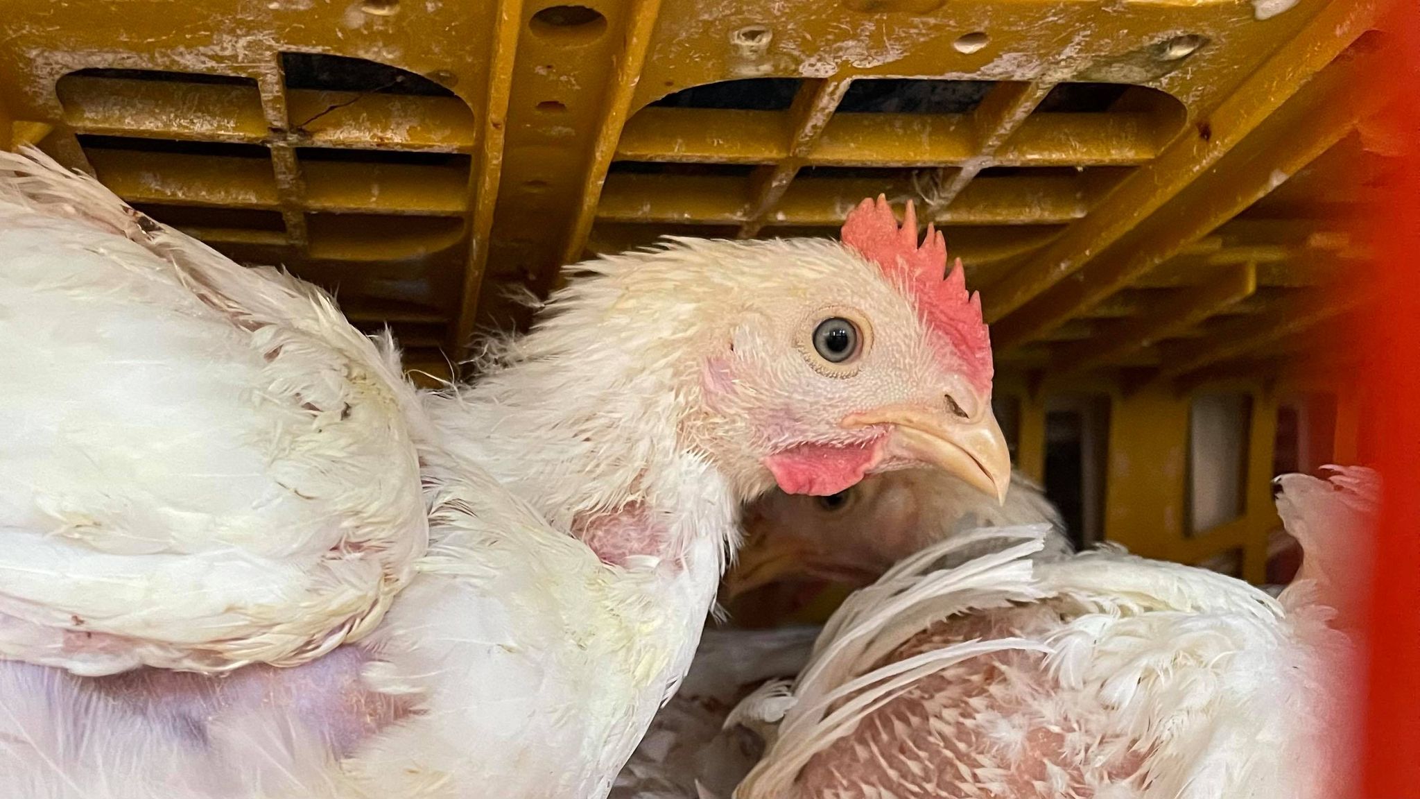 Animal Save Movement