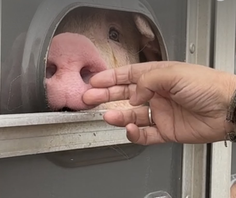 Animal Save Movement