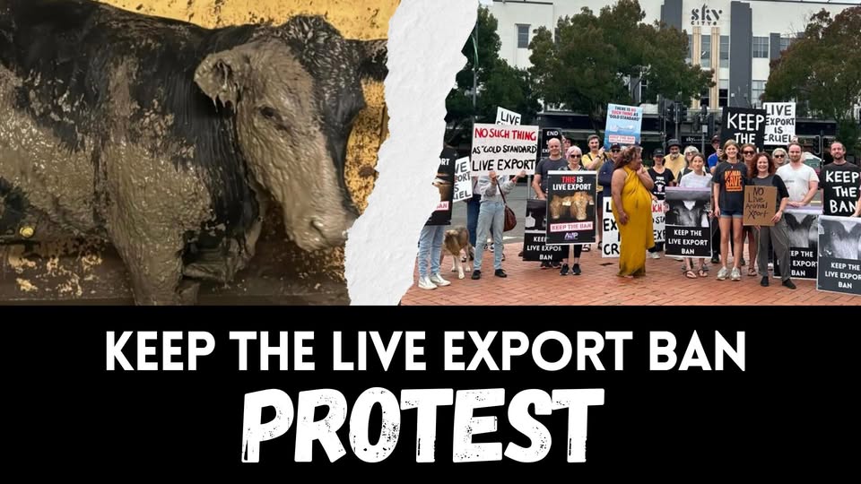 Animal Save Movement