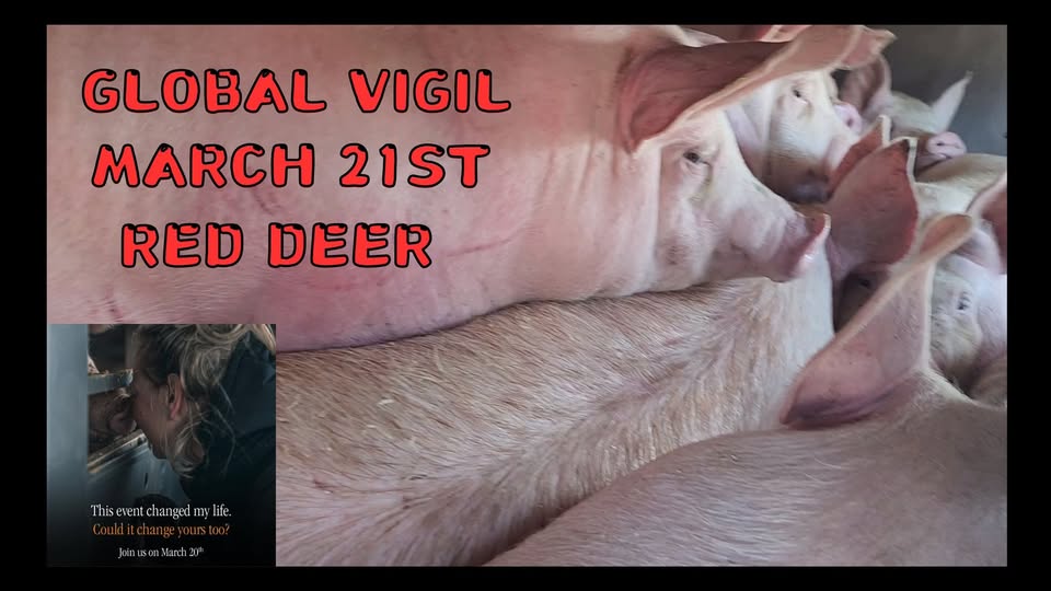 Animal Save Movement