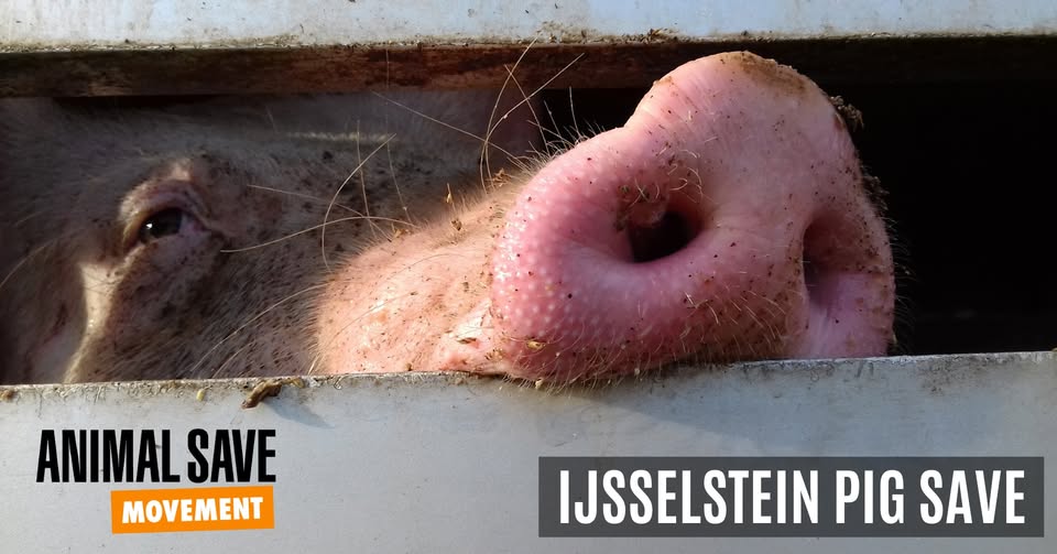 Animal Save Movement