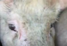 Animal Save Movement