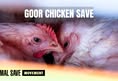 Animal Save Movement
