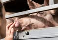 Animal Save Movement