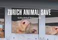 Animal Save Movement