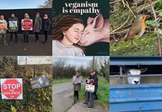 Animal Save Movement