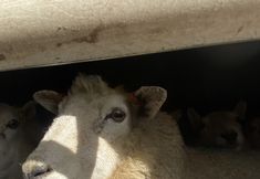 Animal Save Movement