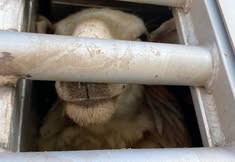 Animal Save Movement