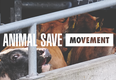 Animal Save Movement